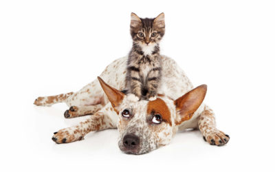 Instant Gratification and Organic Rankings Do Not Mix