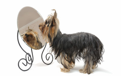 Values, Part I: Who We Are